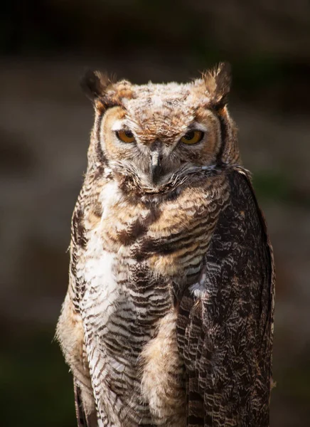 Grote Gehoornde Uil Natuur — Stockfoto