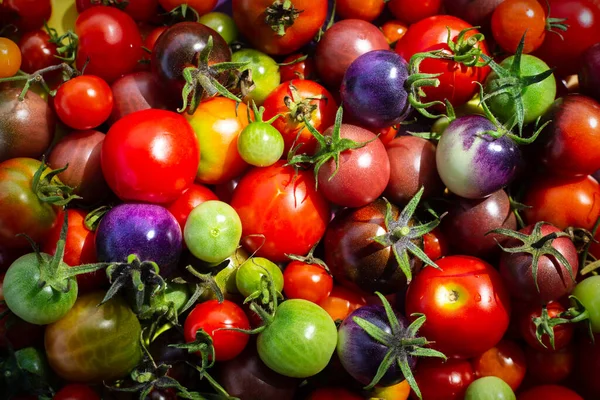 Various Colorful Organic Cherry Tomatoes Top View — Stock Photo, Image