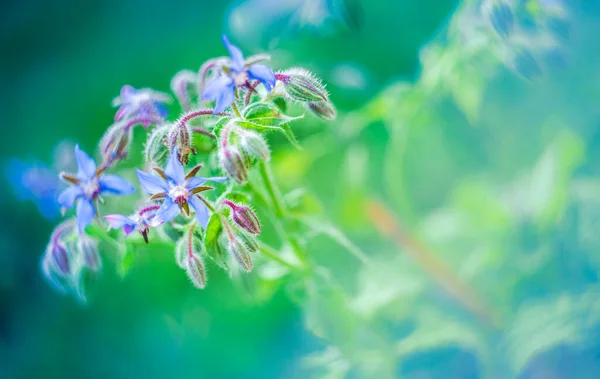 ボラージュ ブルーの花のクローズアップ ボラーゴ オフィナリス Borago Officinalis 星の花とも呼ばれ ぼやけた背景の上にあります — ストック写真