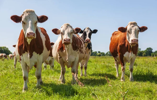 緑の牧草地の牛のグループ — ストック写真