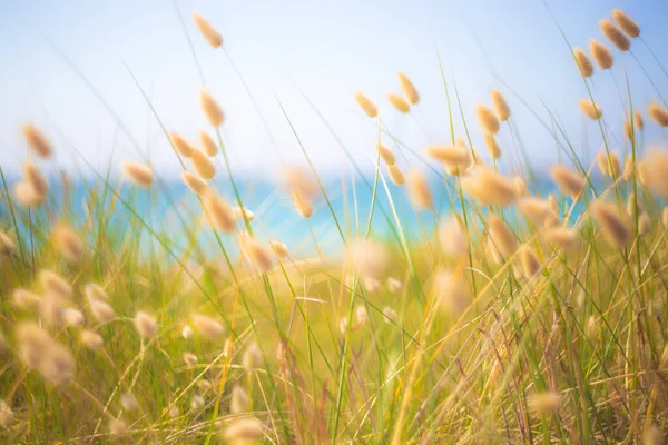 Bunny Tails Grass Light Coast — Stock Photo, Image