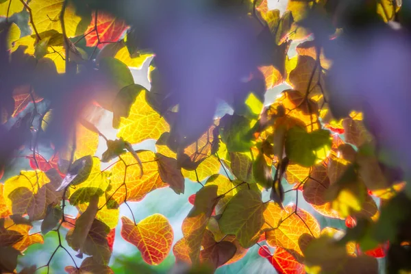 Colourful Autumnal Leaves Glowing Sunligh Ruby Falls Tree — Stock Photo, Image