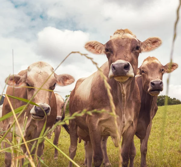 Retrato Tres Vacas Aubrac Naturaleza —  Fotos de Stock