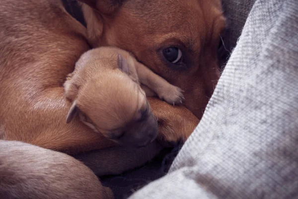 Yeni Doğmuş Köpek Yavrusu Dişi Pinscher Annelik Içgüdüsüyle Korunuyor — Stok fotoğraf