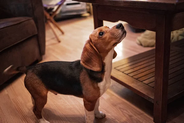 Caliente Retrato Tonificado Lindo Perro Beagle Acogedor Interior Del Hogar — Foto de Stock