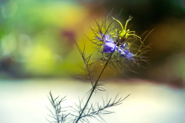 Квітка Любов Nigella Damascena Рослина Синього Котеджу Гладкому Розмитому Фоні — стокове фото