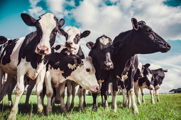 牧草地のホルシュタイン牛群 — ストック写真