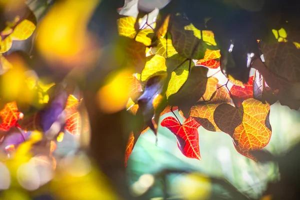 Light Leaves Judas Tree Cercis Siliquastrum — Stock Photo, Image