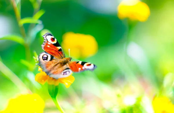 European Peacock Butterfly Bright Colors Background — Stock Photo, Image