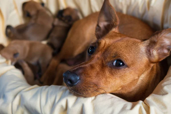 Pinscher Femenino Protegiendo Sus Cachorros Recién Nacidos — Foto de Stock