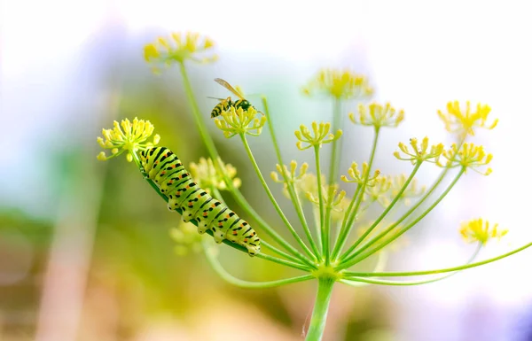 明るい光のフェンネル上のツバメの尾の冬虫夏草やスズメバチ — ストック写真