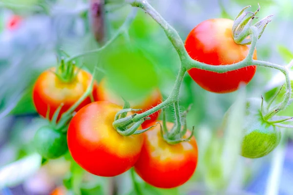 Ripe Tomato Plant Growing Greenhouse Vivid Colors — Stock Photo, Image
