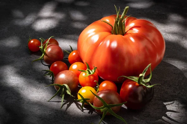 Still Life Tomatoes Dark Background Natural Sun Light — Stock Photo, Image