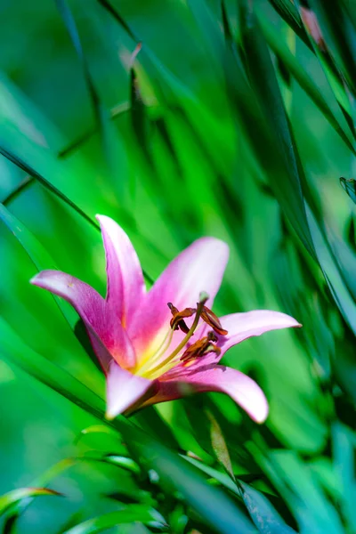 Квітка Рожевої Лілії Цвіте Саду — стокове фото
