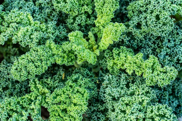 Kale Cabbage Growing Vegetable Garden Top View — Stock Photo, Image