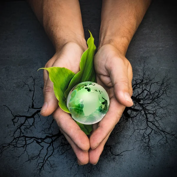 Mani Possesso Globo Verde Del Pianeta Terra Foglie Verdi Albero — Foto Stock