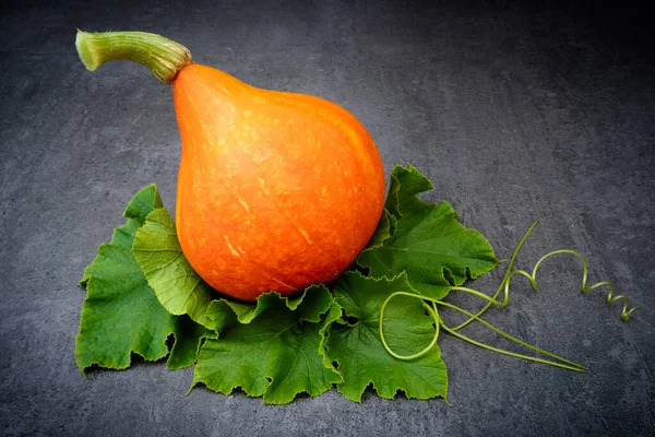 Vermelho Kuri Squash Folhas Sobre Fundo Escuro — Fotografia de Stock