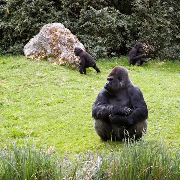 Gorilla family — Stock Photo, Image