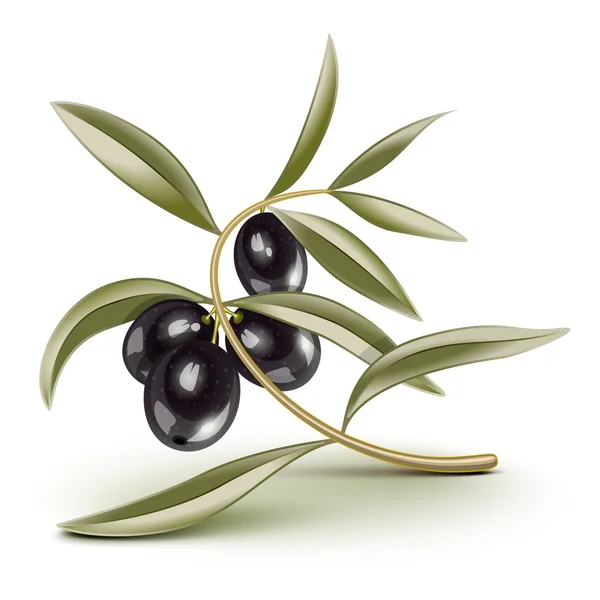 Branche olives noires — Image vectorielle