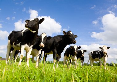 Holstein inekleri