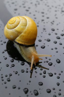 Snail on dark surface