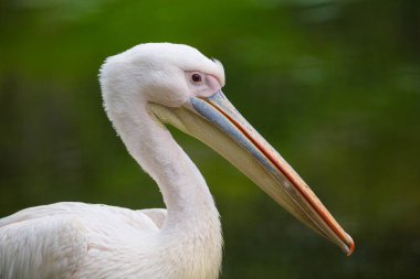 Beyaz Amerikan pelikanı - Pelecanus erythrorhynchos - Fotoğrafçılık