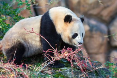 Hayvanat bahçesinde çekilmiş sevimli dev bir panda. Neredeyse tamamen bambu yiyen savunmasız bir tür (Ailuropoda melanoleuca).