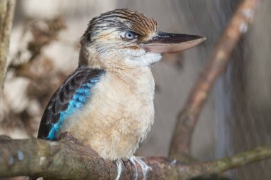 Muhteşem bir Kookaburra Kingfisher kuşunun portresi bir dala konmuştu. Ağlaması insan gülüşüne benzer ve uçuşu etkileyicidir..