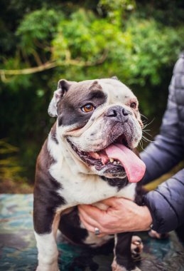 Dili dışarı sarkık yaşlı bir İngiliz Bulldog 'u. Doğada dikey bir fotoğraf çekilmiş.