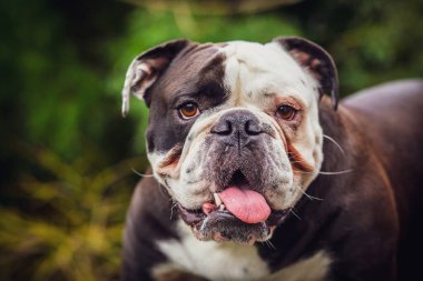Dili dışarı sarkık yaşlı İngiliz Bulldog, doğada çekilmiş bir fotoğraf.