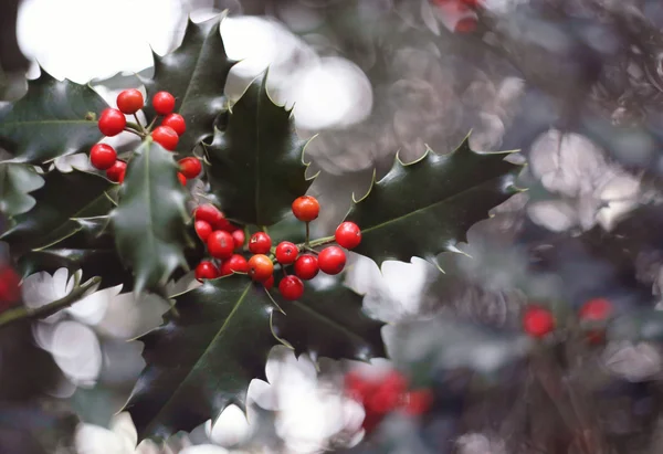 Agrifoglio e bacche rosse — Foto Stock