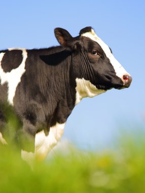 Tek Holstein inek