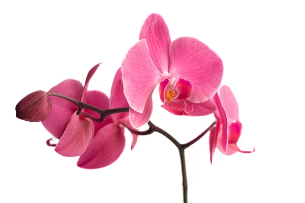 Orchidej nad bílá — Stock fotografie