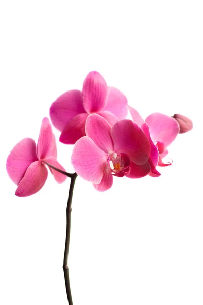 Orquídea exótica rosa — Fotografia de Stock