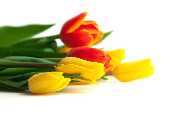 Primavera Tulipán Flores sobre blanco. Manojo de tulipanes. Frontera floral Des — Foto de Stock
