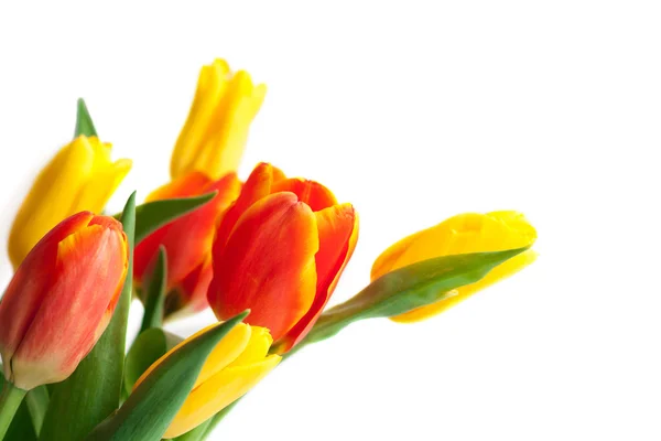 Primavera Tulipán Flores sobre blanco. Manojo de tulipanes. Frontera floral Des — Foto de Stock