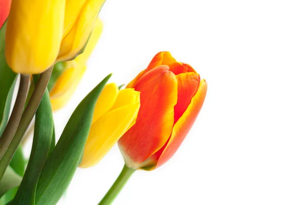 Primavera Tulipán Flores sobre blanco. Manojo de tulipanes. Frontera floral Des — Foto de Stock