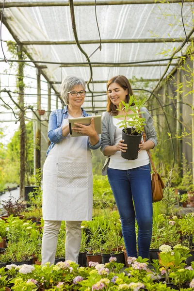 Worker and customer in a green house — Stock Photo, Image