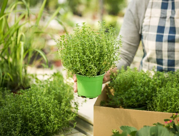 Reife Frau mit frischen Kräutern — Stockfoto