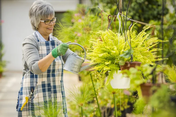 Woman taking care of plants — Stock Photo, Image