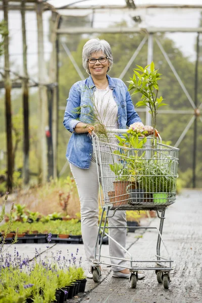Женщина покупает растения в теплице — стоковое фото