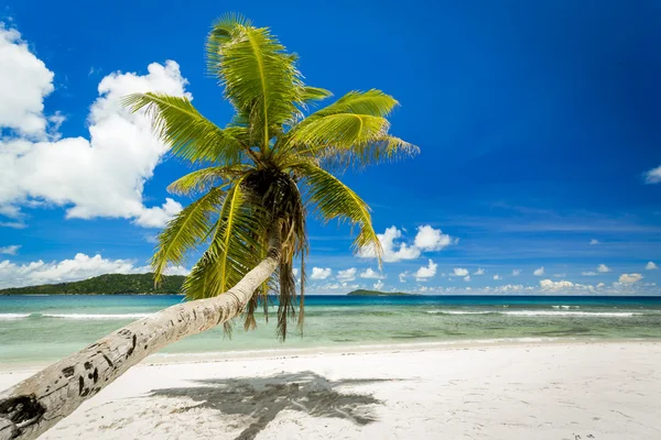 Vacker strand i Seychellerna — Stockfoto