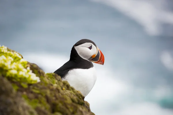 Bonito Puffin Atlântico — Fotografia de Stock