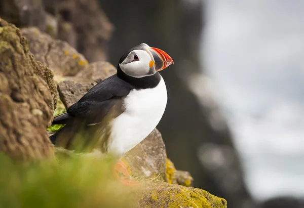 Όμορφη Atlantic Puffin — Φωτογραφία Αρχείου