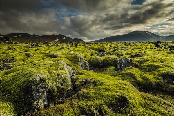 Icelandic moss cover volcanic rocks — Stock Photo, Image