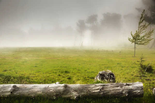 Beautiful Meadow Old Wood Trunk Foggy Morning — Stock Photo, Image