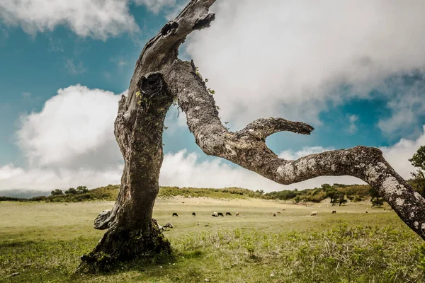 Красивий Краєвид Стовбур Стародавнього Дерева — стокове фото