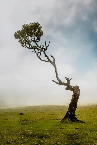 Чудовий Краєвид Стародавніх Дерев Острові Мадейра Португалія — стокове фото