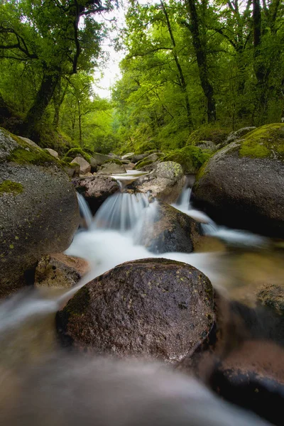 Naturlig Flod Som Rinner Genom Skogen — Stockfoto