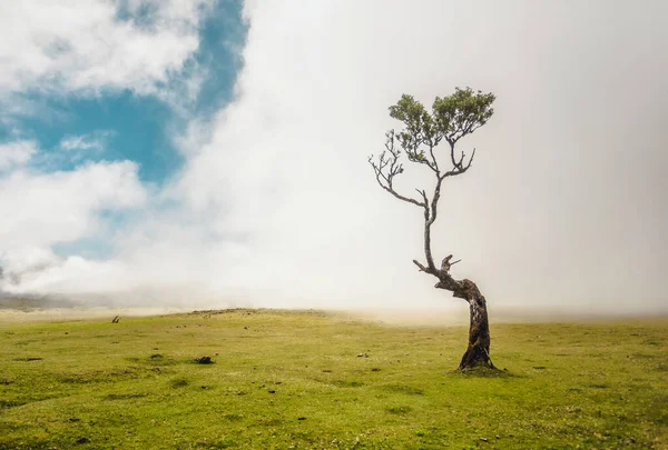 Prachtig Landschap Van Een Oude Boom Madeira Eiland Portugal — Stockfoto